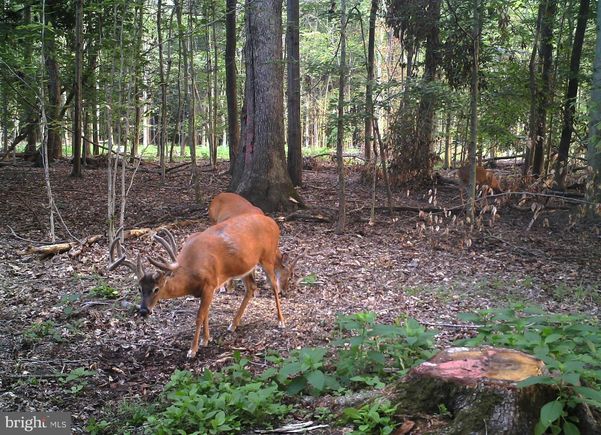 Fox Meadow Road QUEEN ANNE, MD Plot of land Sold - Photo 1 of 24. Opens carousel modal