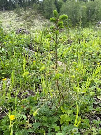 52317 127th Avenue E Eatonville, WA Plot of land Sold - Photo 1 of 19. Opens carousel modal