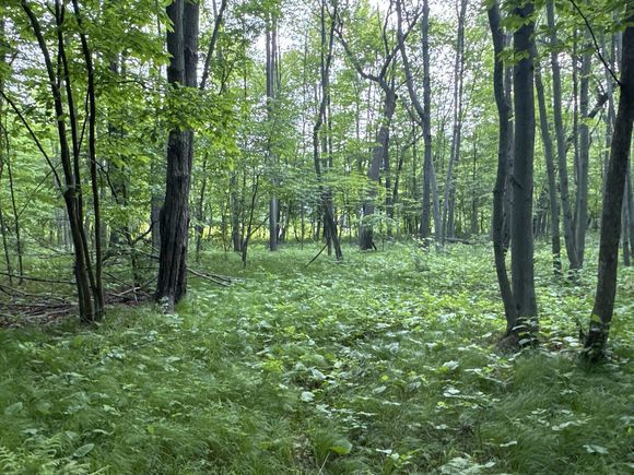 Tbd Old 35 Bypass Siren, WI Plot of land Active - Photo 1 of 15. Opens carousel modal