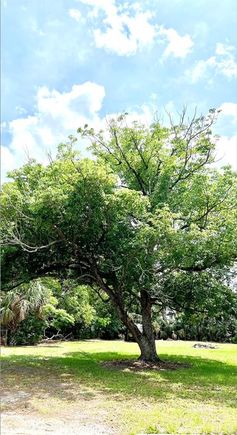 W Vining Street WINTER GARDEN, FL Plot of land Active - Photo 1 of 2. Opens carousel modal