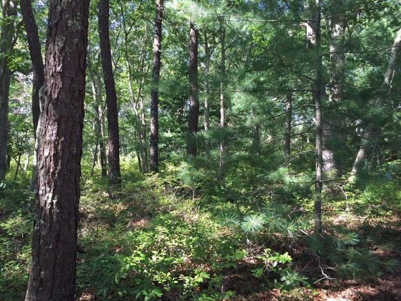 0 Dudley Street Tisbury, MA Plot of land Sold - Photo 1 of 5. Opens carousel modal