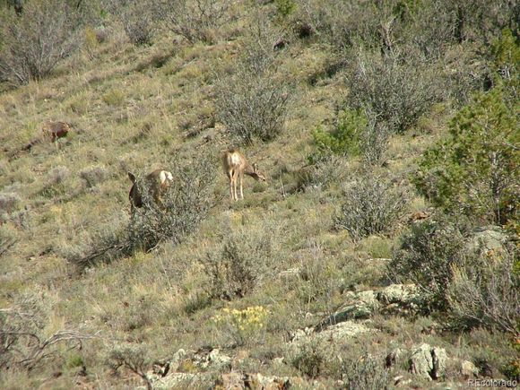 0 Griffith Fort Garland, CO Plot of land Sold - Photo 1 of 1. Opens carousel modal