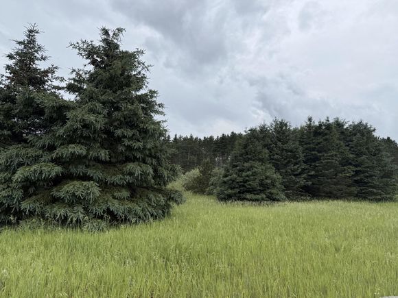 V/L Eight Mile Road Kaleva, MI Plot of land Sold - Photo 1 of 14. Opens carousel modal