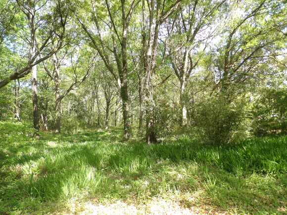 1558 Scott Hill Road Charleston, SC Plot of land Active - Photo 1 of 5. Opens carousel modal
