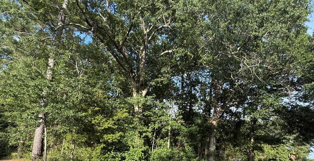 0 Hidden Drive Orangeburg, SC Plot of land Active - Photo 1 of 2. Opens carousel modal
