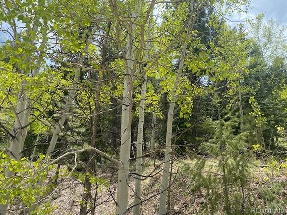 88 N Fork Road Grant, CO Land Active - Photo 1 of 18. Opens carousel modal