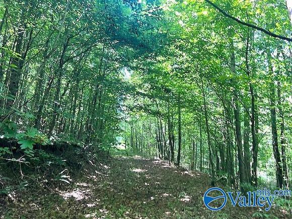 0031 Murphree Valley Road Altoona, AL Plot of land Active - Photo 1 of 21. Opens carousel modal