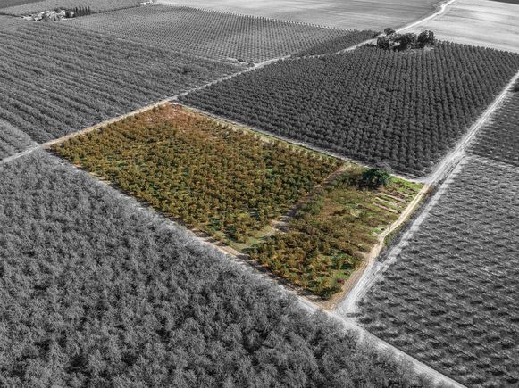 22962 Stone Road Escalon, CA Plot of land Active - Photo 1 of 2. Opens carousel modal