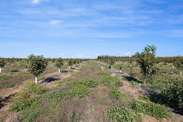15089 N Locust Tree Lodi, CA Plot of land Active - Photo 1 of 13. Opens carousel modal