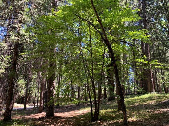 12043 Pasquale Road Nevada City, CA Plot of land Active - Photo 1 of 27. Opens carousel modal
