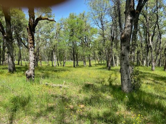 11560 Still Road Grass Valley, CA Plot of land Active - Photo 1 of 6. Opens carousel modal