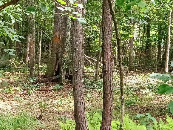 776 Pine Road Pikeville, TN Plot of land Active - Photo 1 of 17. Opens carousel modal