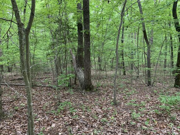000 N Stewart Lane Rising Fawn, GA Plot of land Active - Photo 1 of 4. Opens carousel modal