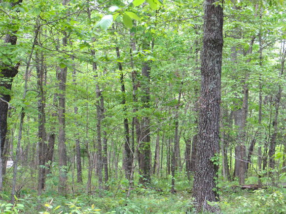 Tbd County Road 206 Alton, MO Plot of land Pending - Photo 1 of 8. Opens carousel modal