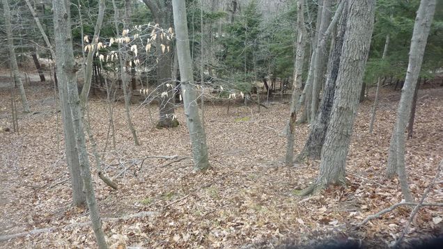 00 Old State Rd Frankfort MI - 217 78080015776 10 1732581104 636x435 