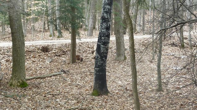 00 Old State Rd Frankfort MI - 217 78080015776 16 1732581107 636x435 