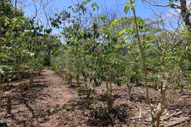 89 1190 Hawaii Belt Rd Captain Cook, HI Plot of land Active - Photo 1 of 13. Opens carousel modal