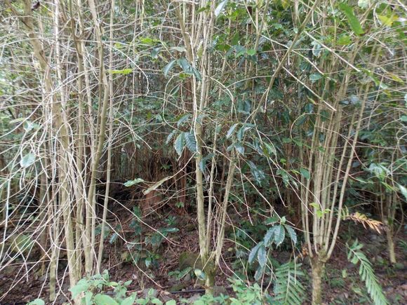 87 3270 Hawaii Belt Rd Unit 0 Captain Cook, HI Plot of land Sold - Photo 1 of 15. Opens carousel modal