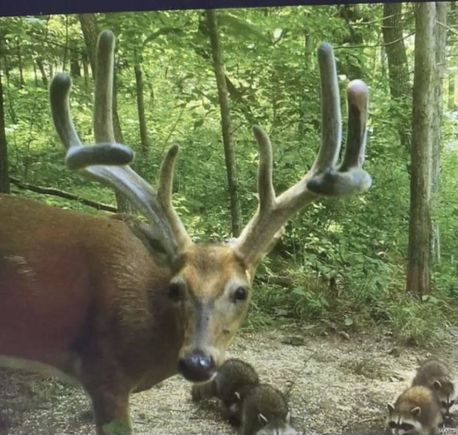 922 County Road 205 Chamois, MO Plot of land Sold - Photo 1 of 41. Opens carousel modal