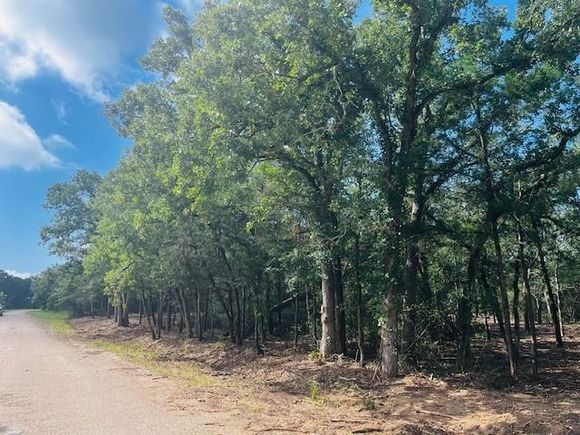 Tbd Big Creek Forest Drive Somerville, TX Plot of land Active - Photo 1 of 16. Opens carousel modal