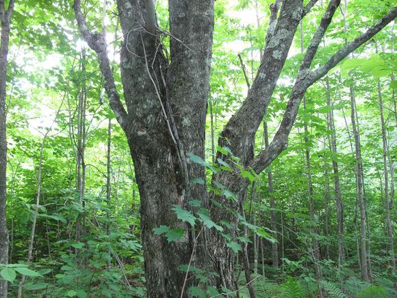 5xx Caribou Tr Lutsen, MN Plot of land Active - Photo 1 of 50. Opens carousel modal