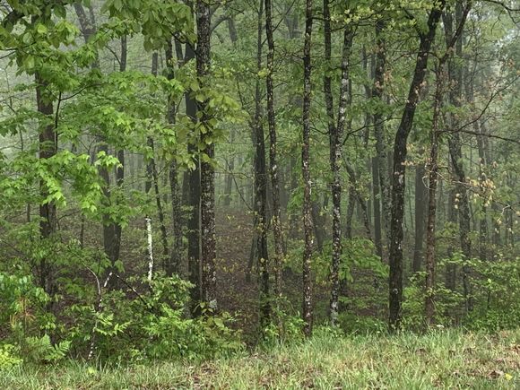225 Prospectors Way Jasper, TN Plot of land Active - Photo 1 of 29. Opens carousel modal