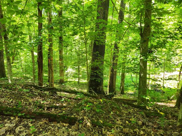 1 Indian Creek Rd Dover, TN Plot of land Active - Photo 1 of 9. Opens carousel modal