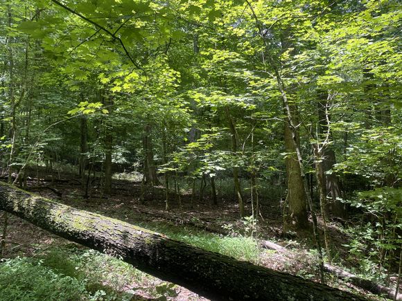 1535 Mount Olivet Rd Hendersonville, TN Plot of land Active - Photo 1 of 7. Opens carousel modal