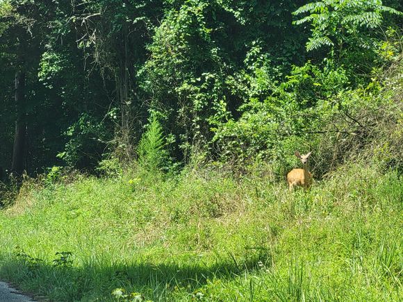3 Chestnut Hill Rd Eva, TN Plot of land Active - Photo 1 of 6. Opens carousel modal