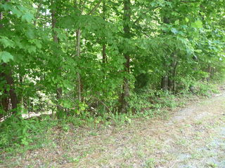 Lot 8 Fields AVE