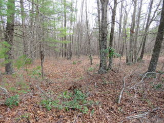 Lot 8A Bear Hollow TRL