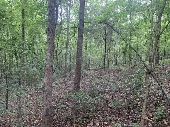 1386c Elvin Weeks Rd Bethel Springs, TN Plot of land Active - Photo 1 of 11. Opens carousel modal