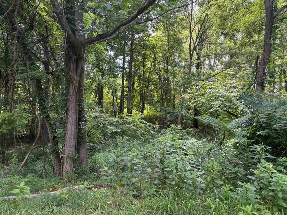 Tbd Lot 8 Parkview Ct Dublin, VA Plot of land Active - Photo 1 of 3. Opens carousel modal