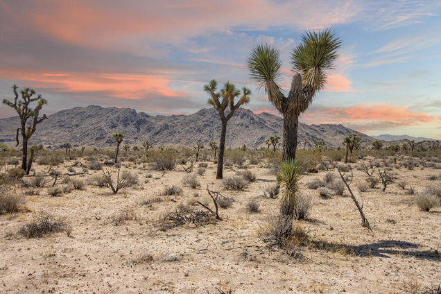 124 Drexel Road Joshua Tree, CA Land Active - Photo 1 of 24. Opens carousel modal