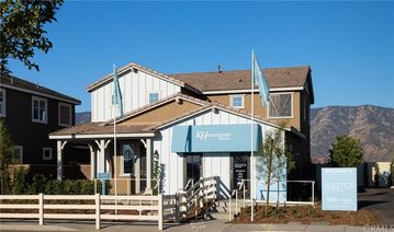 29123 Scarlet Oak