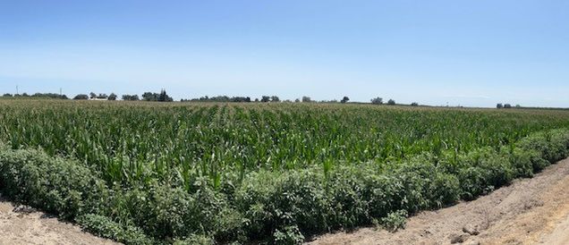 12837 Douglas Avenue Hanford, CA Plot of land Active - Photo 1 of 9. Opens carousel modal